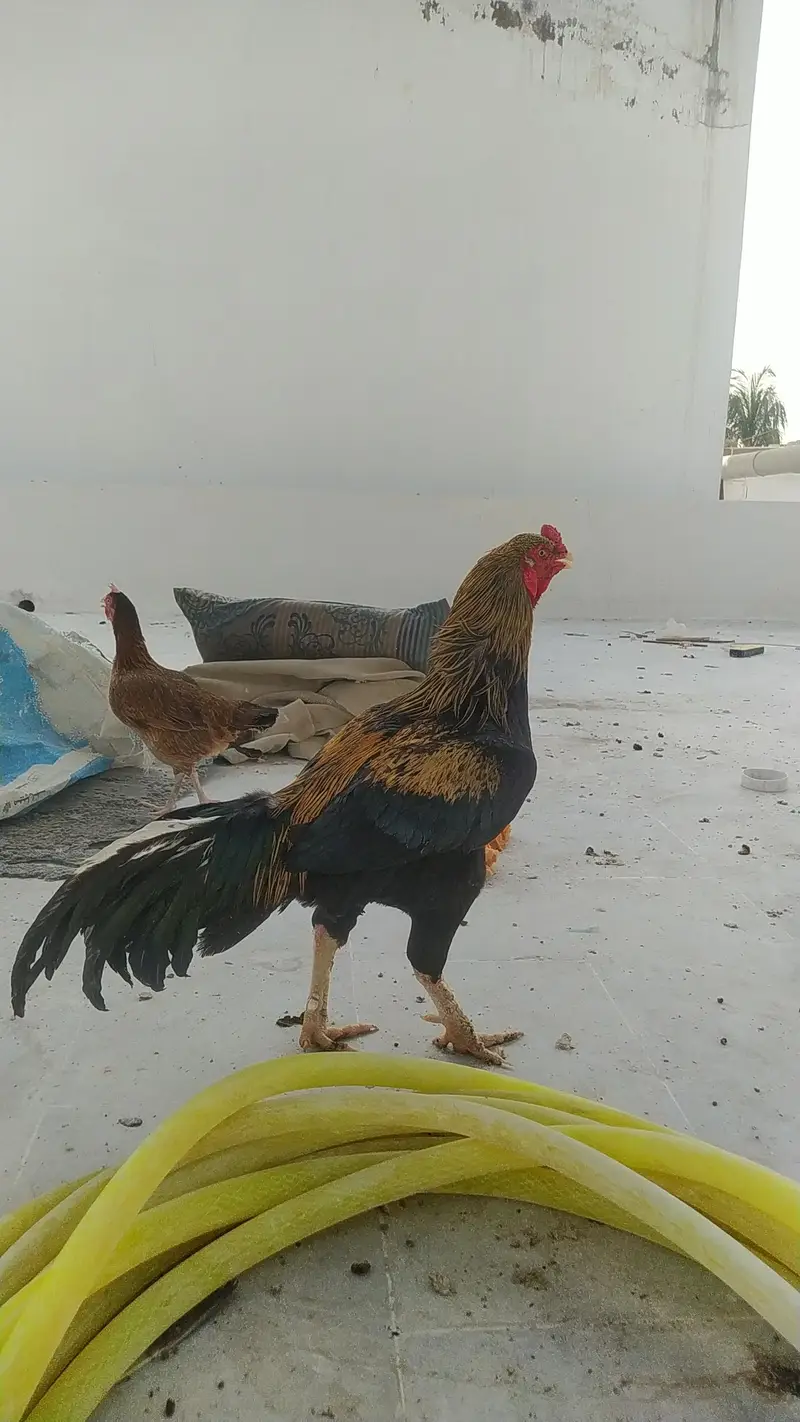 pure mianwali aseel setup — photo 2
