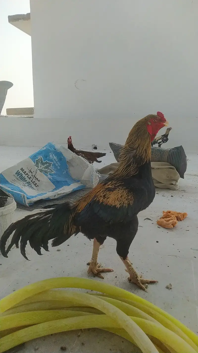 pure mianwali aseel setup — photo 3