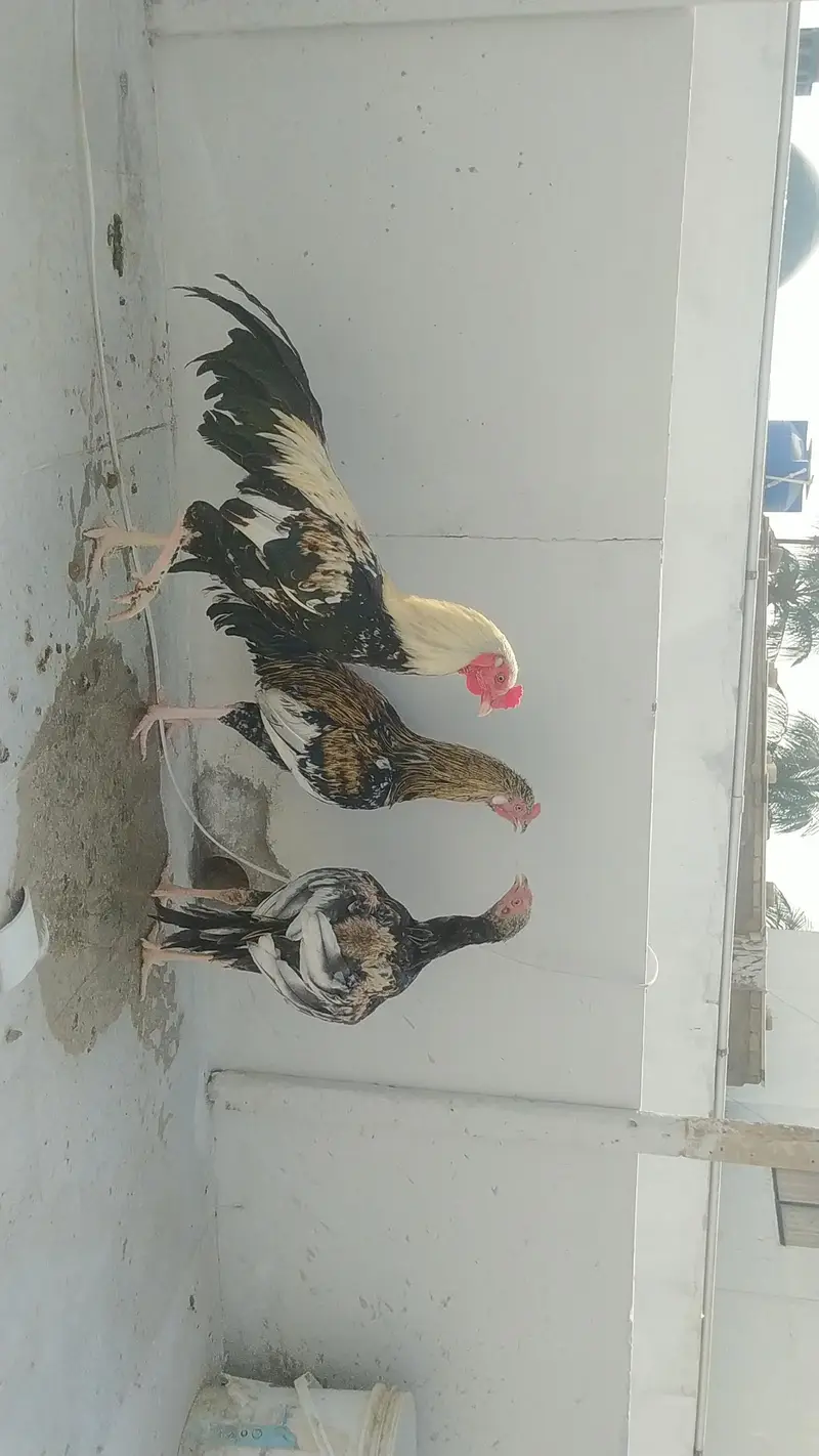 pure mianwali aseel setup — photo 9