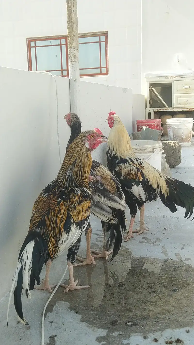 pure mianwali aseel setup — photo 11