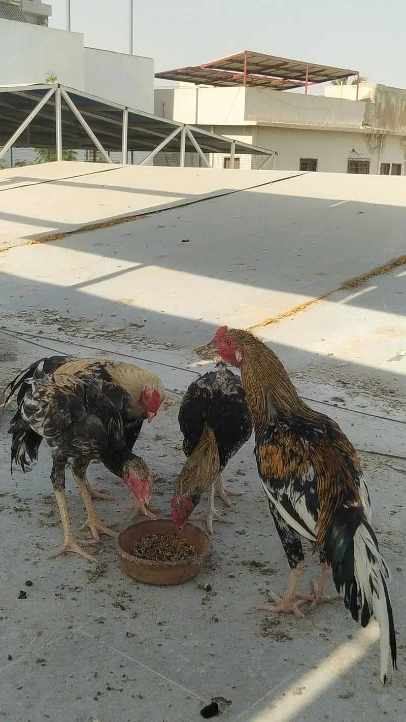 pure mianwali aseel setup — photo 12