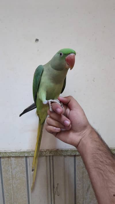 Raw Parrot Female Full Hand tame Full Talking