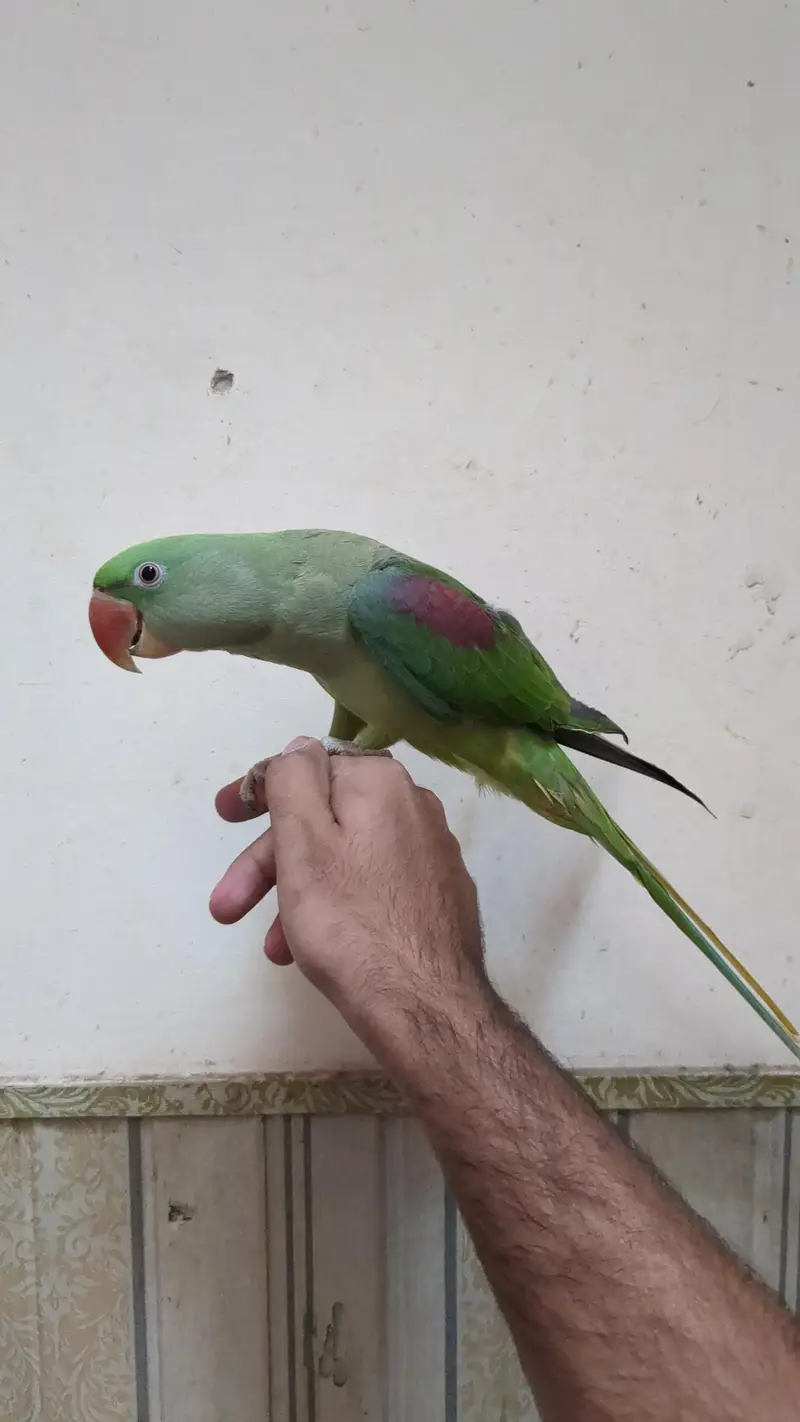 Raw Parrot Female Full Hand tame Full Talking — photo 2