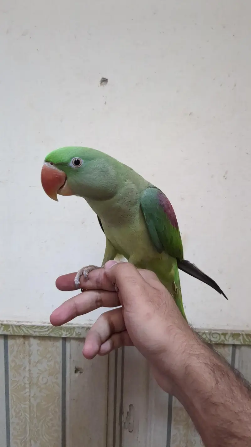 Raw Parrot Female Full Hand tame Full Talking — photo 3