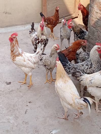 desi hen