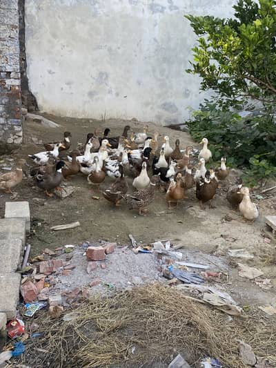Healthy Ducks Pair 10 Months Old . Active and duck pairs For sell