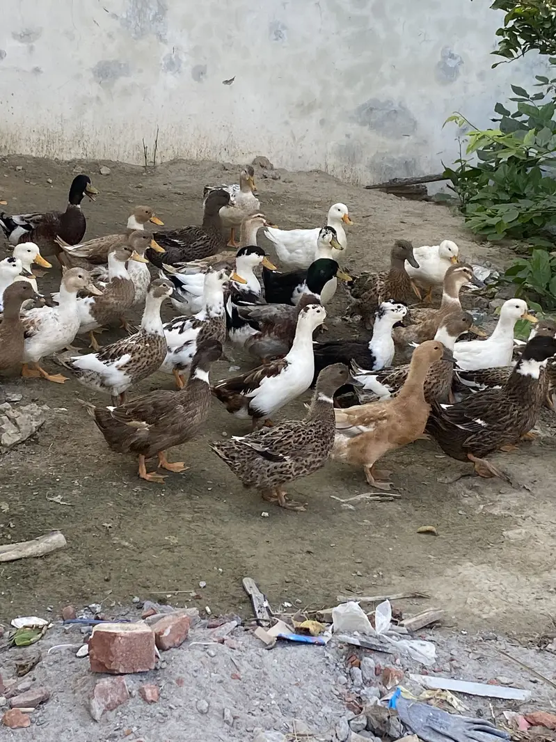 Healthy Ducks Pair 10 Months Old . Active and duck pairs For sell — photo 2