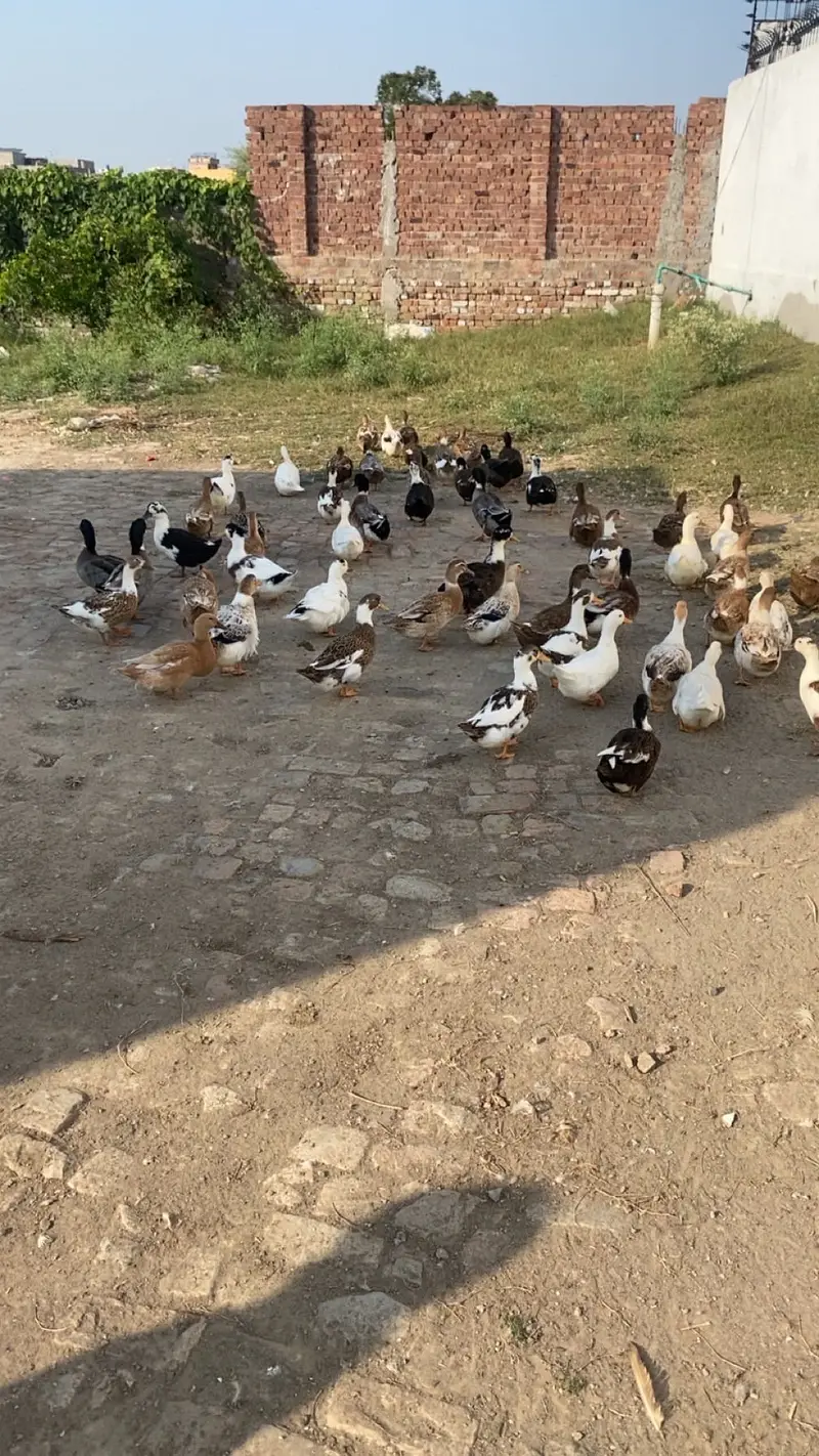 Healthy Ducks Pair 10 Months Old . Active and duck pairs For sell — photo 3