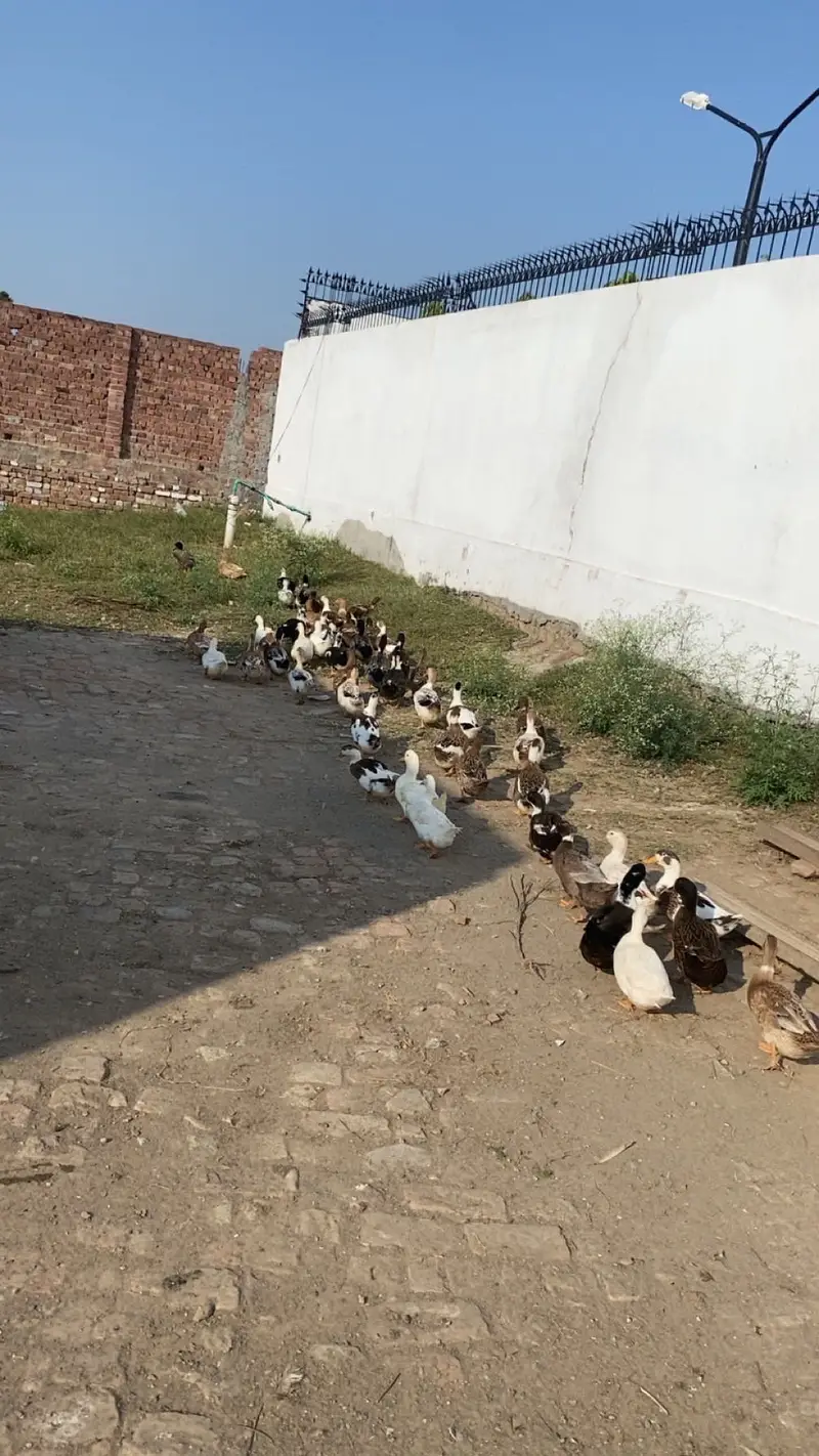 Healthy Ducks Pair 10 Months Old . Active and duck pairs For sell — photo 4