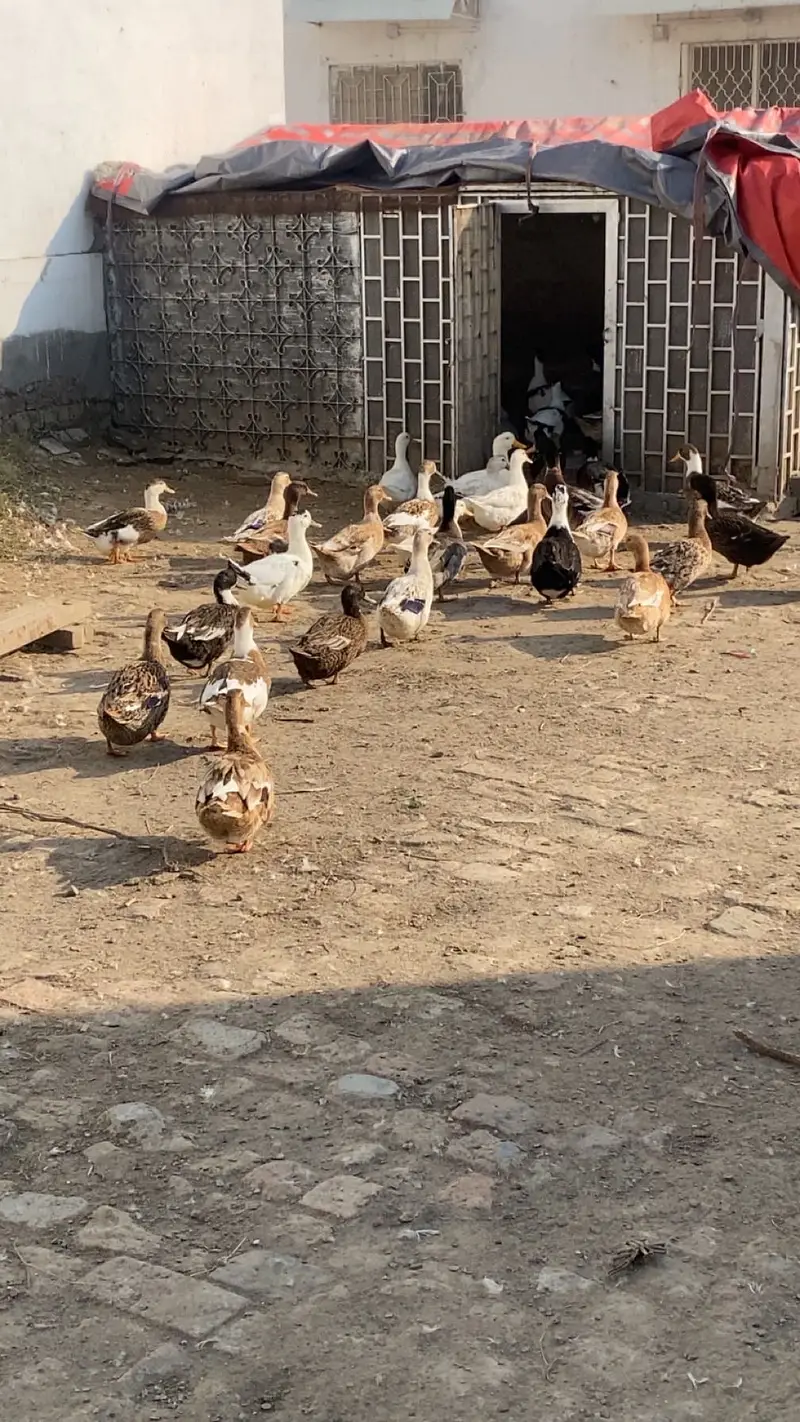 Healthy Ducks Pair 10 Months Old . Active and duck pairs For sell — photo 5