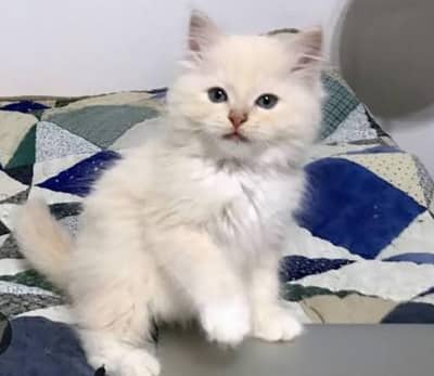 cute kittan 03125718522