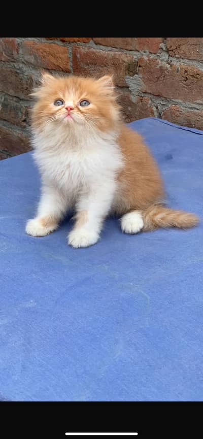 Persian cat kitten