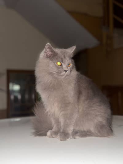 Persian Cat Gray Colour 3 Coat full trained all vaccinations Done
