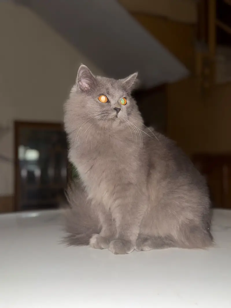 Persian Cat Gray Colour 3 Coat full trained all vaccinations Done — photo 2