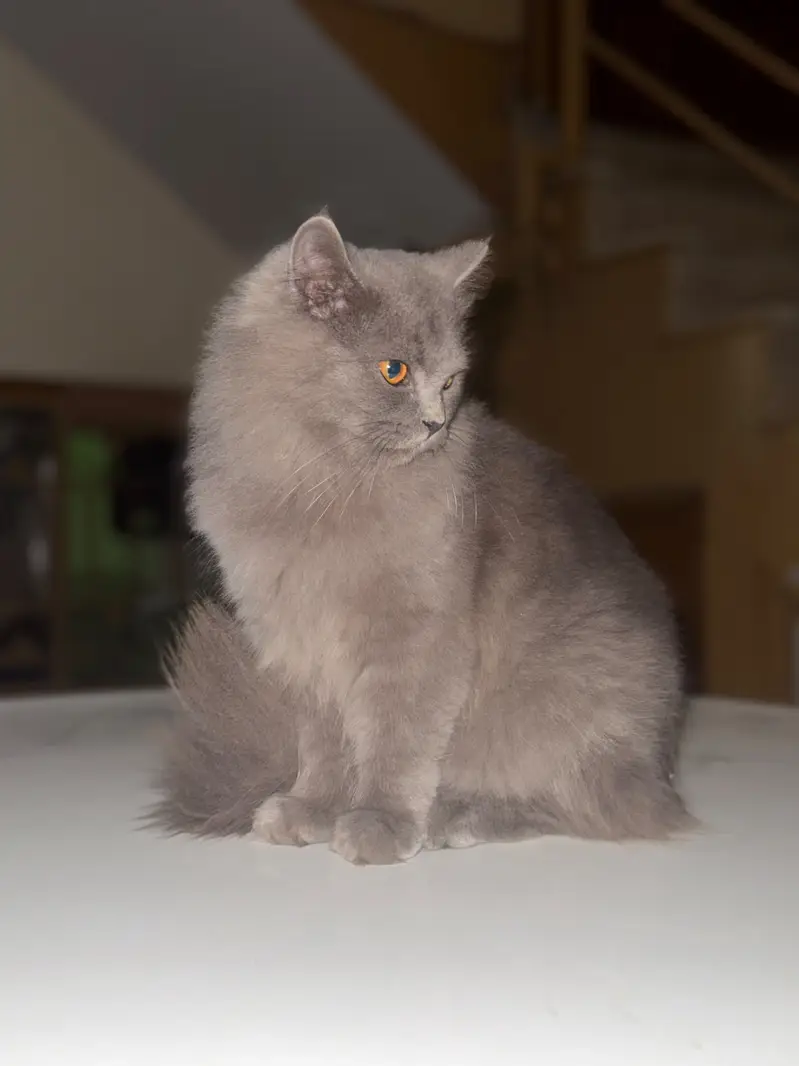 Persian Cat Gray Colour 3 Coat full trained all vaccinations Done — photo 3