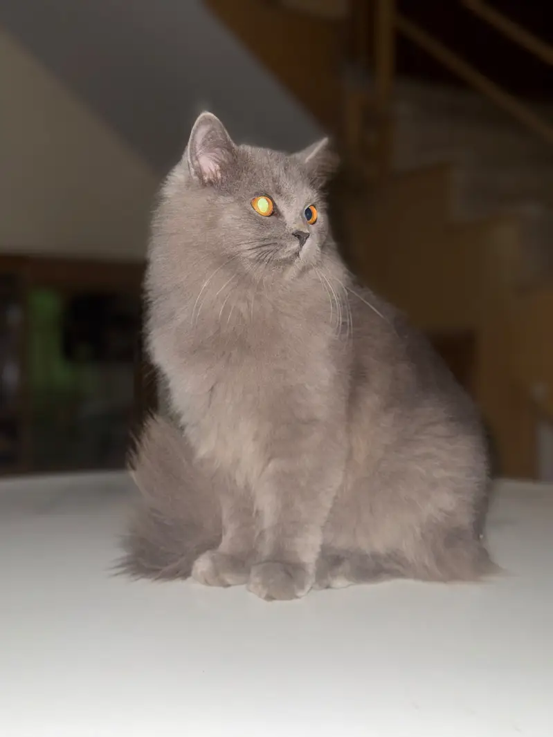 Persian Cat Gray Colour 3 Coat full trained all vaccinations Done — photo 4