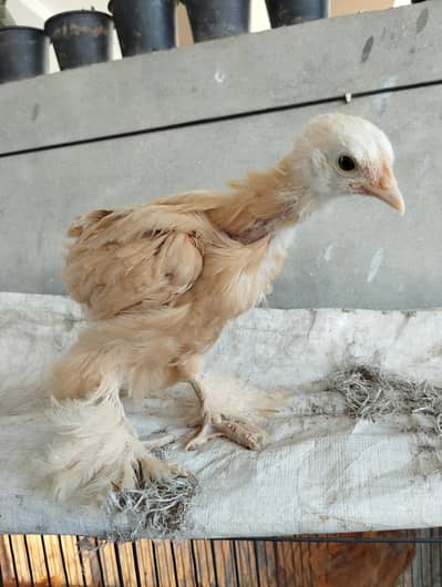 Golden buff chicks for sale
