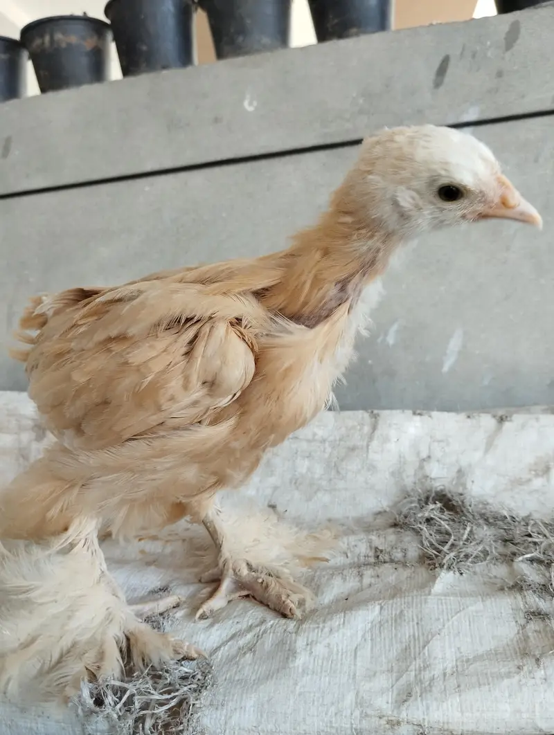 Golden buff chicks for sale — photo 2
