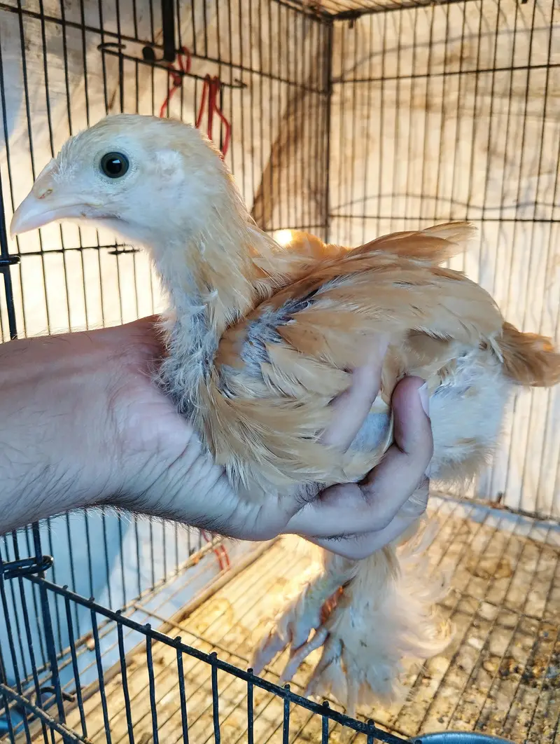 Golden buff chicks for sale — photo 3