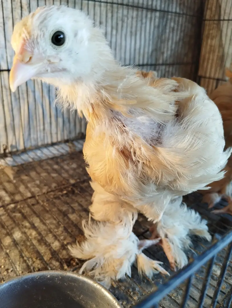 Golden buff chicks for sale — photo 4