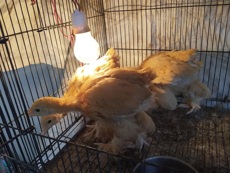 Golden buff chicks for sale — photo 5