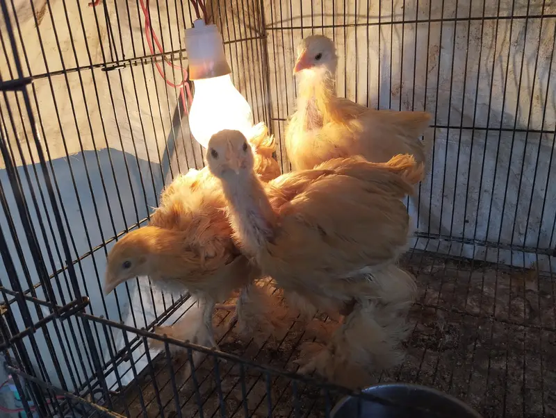 Golden buff chicks for sale — photo 6