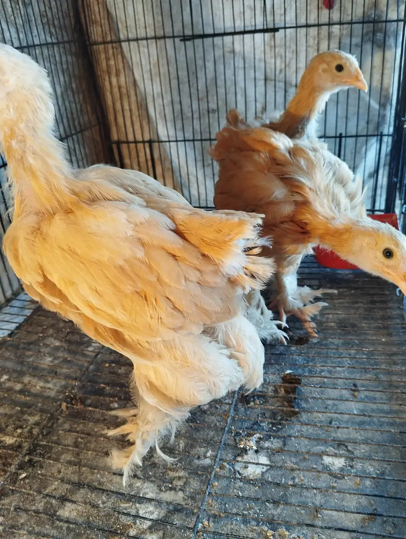 Golden buff chicks for sale — photo 7