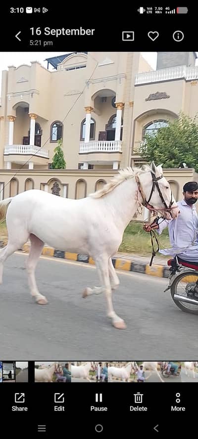 Pure nukri ghori wacheri