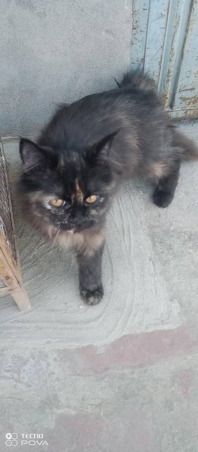 Cute & Healthy kitten for sale