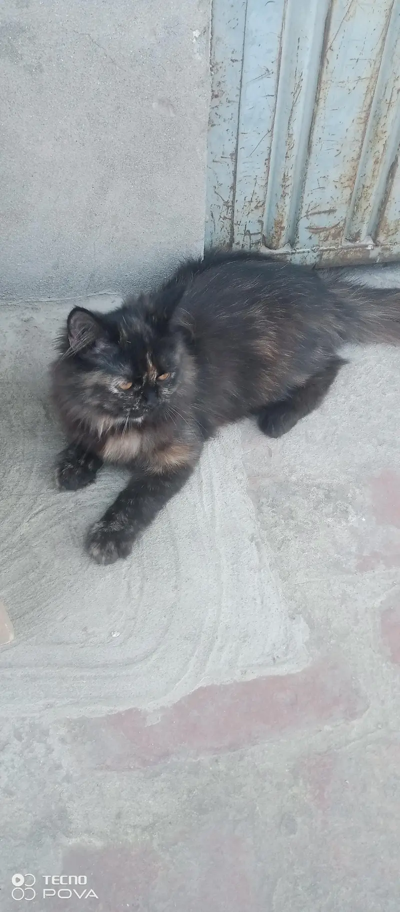 Cute & Healthy kitten for sale — photo 2