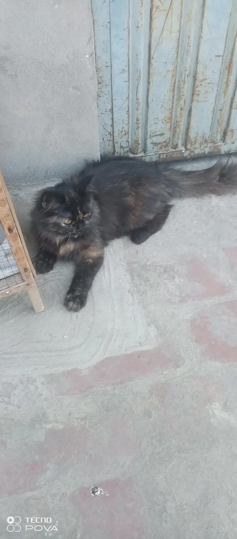 Cute & Healthy kitten for sale — photo 3