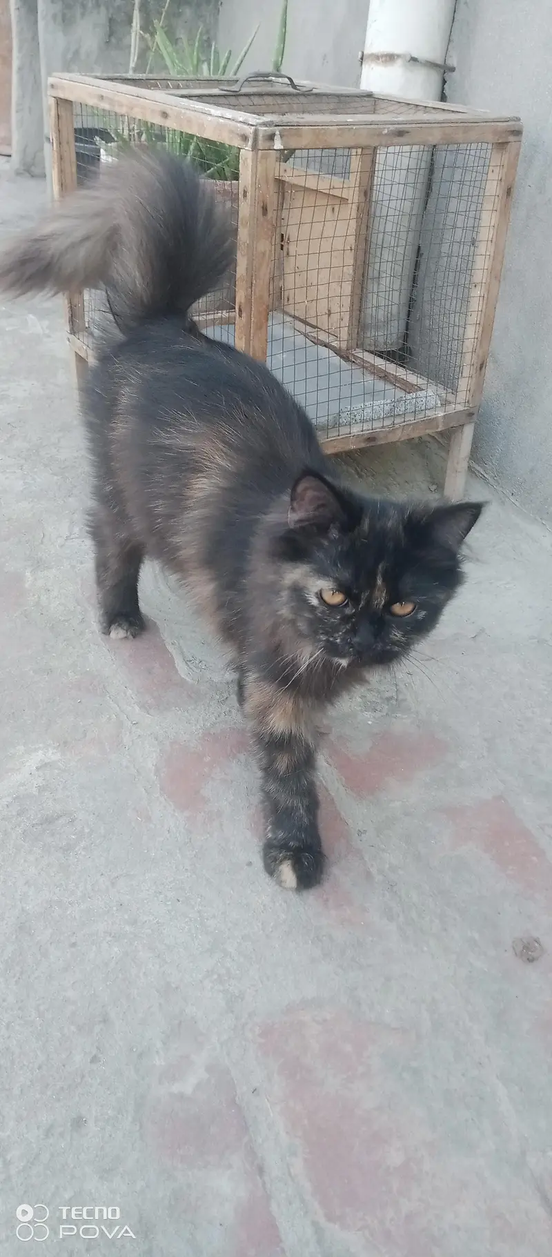 Cute & Healthy kitten for sale — photo 4