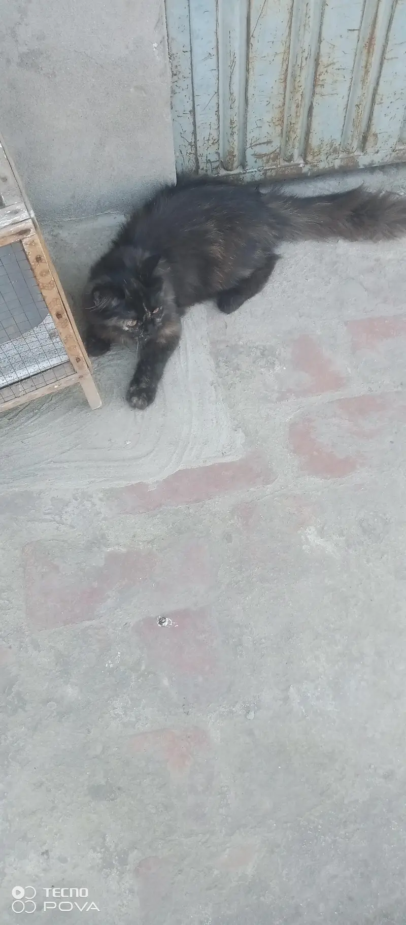 Cute & Healthy kitten for sale — photo 5