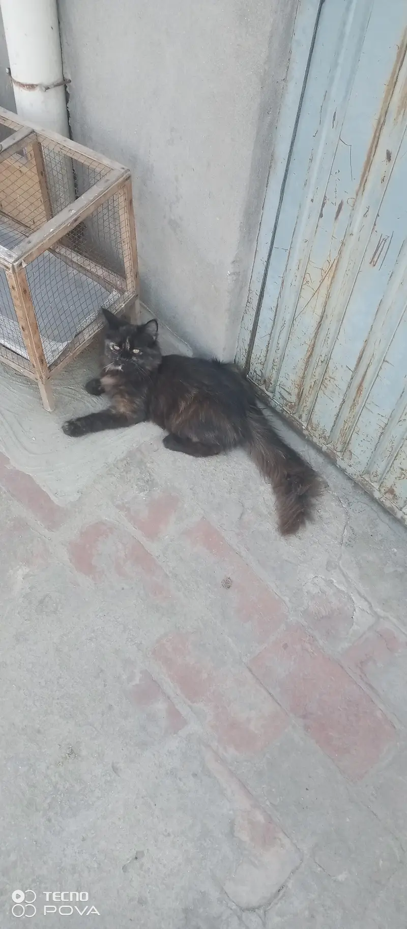 Cute & Healthy kitten for sale — photo 6