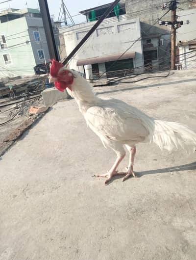 white Heera bangum aseel