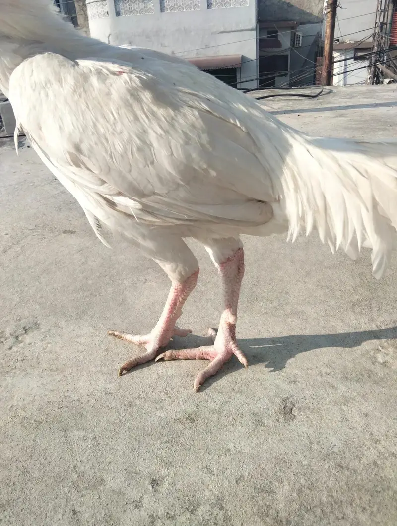 white Heera bangum aseel — photo 2