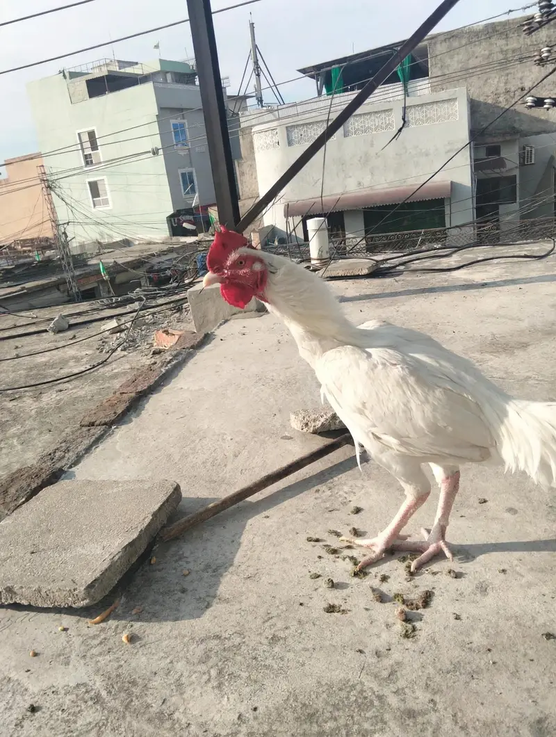 white Heera bangum aseel — photo 3