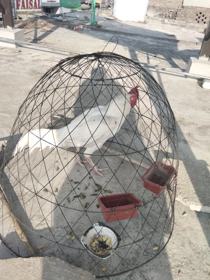 white Heera bangum aseel — photo 4