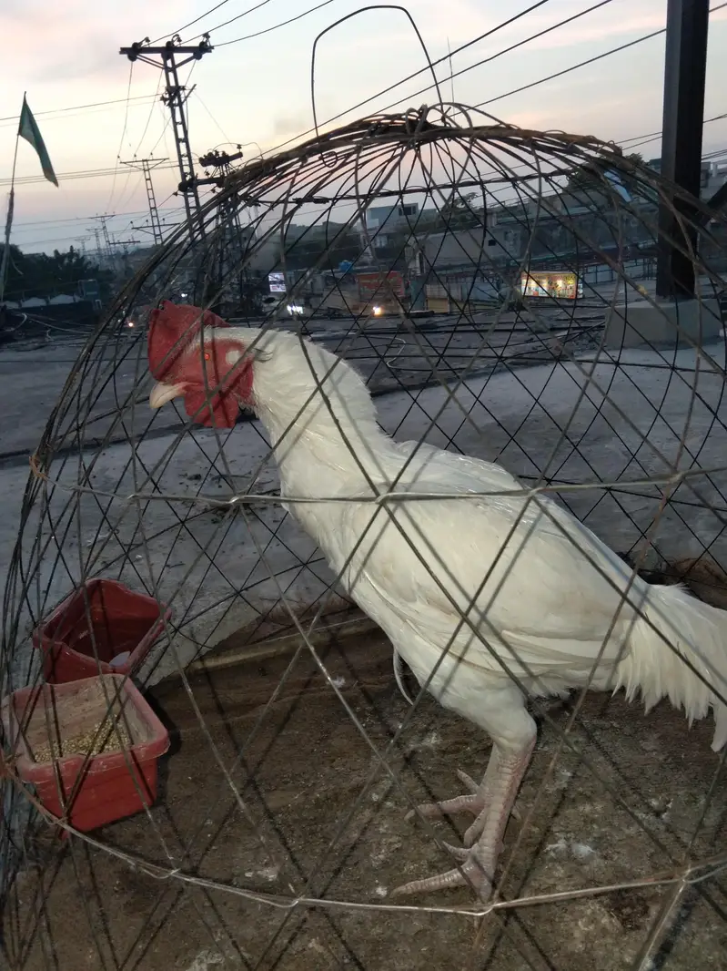 white Heera bangum aseel — photo 6