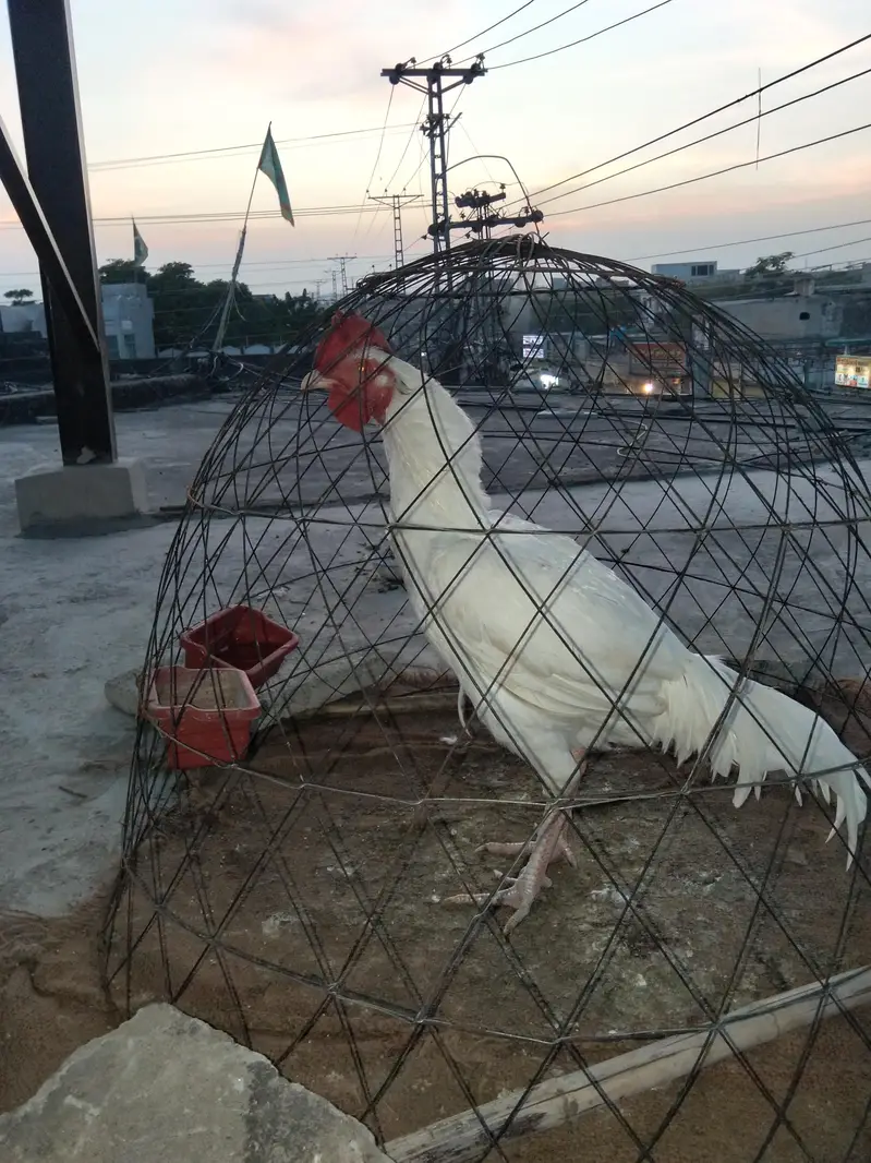 white Heera bangum aseel — photo 7