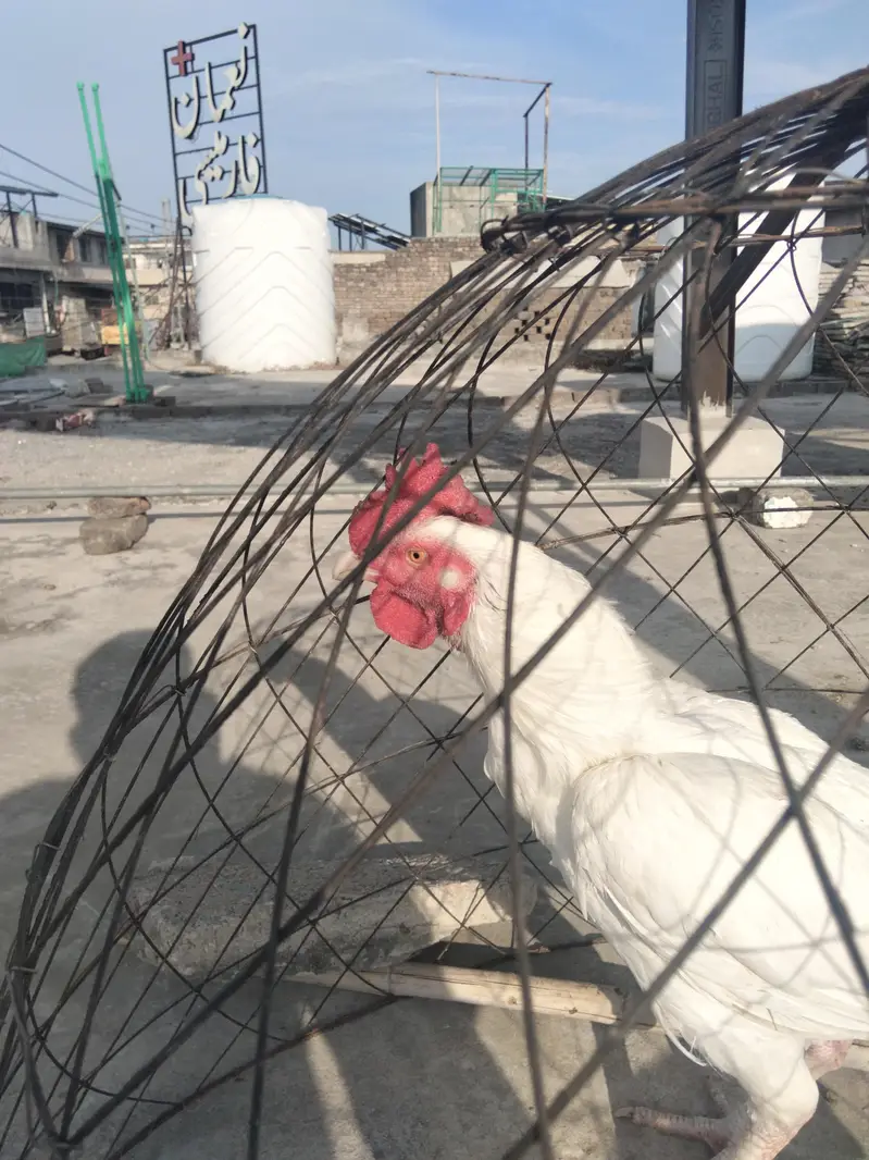 white Heera bangum aseel — photo 8