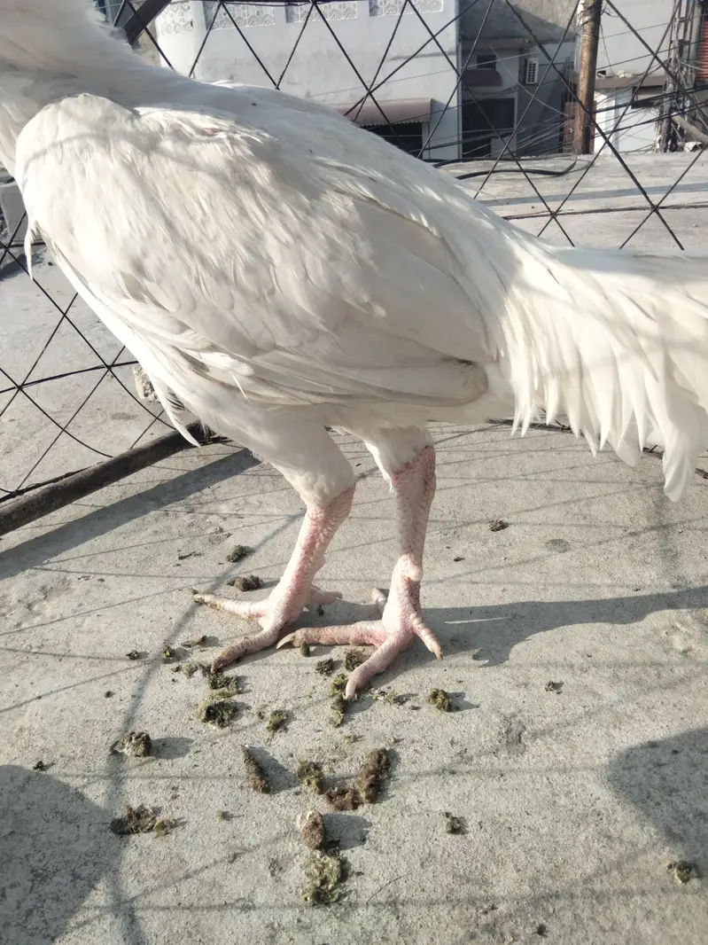 white Heera bangum aseel — photo 9