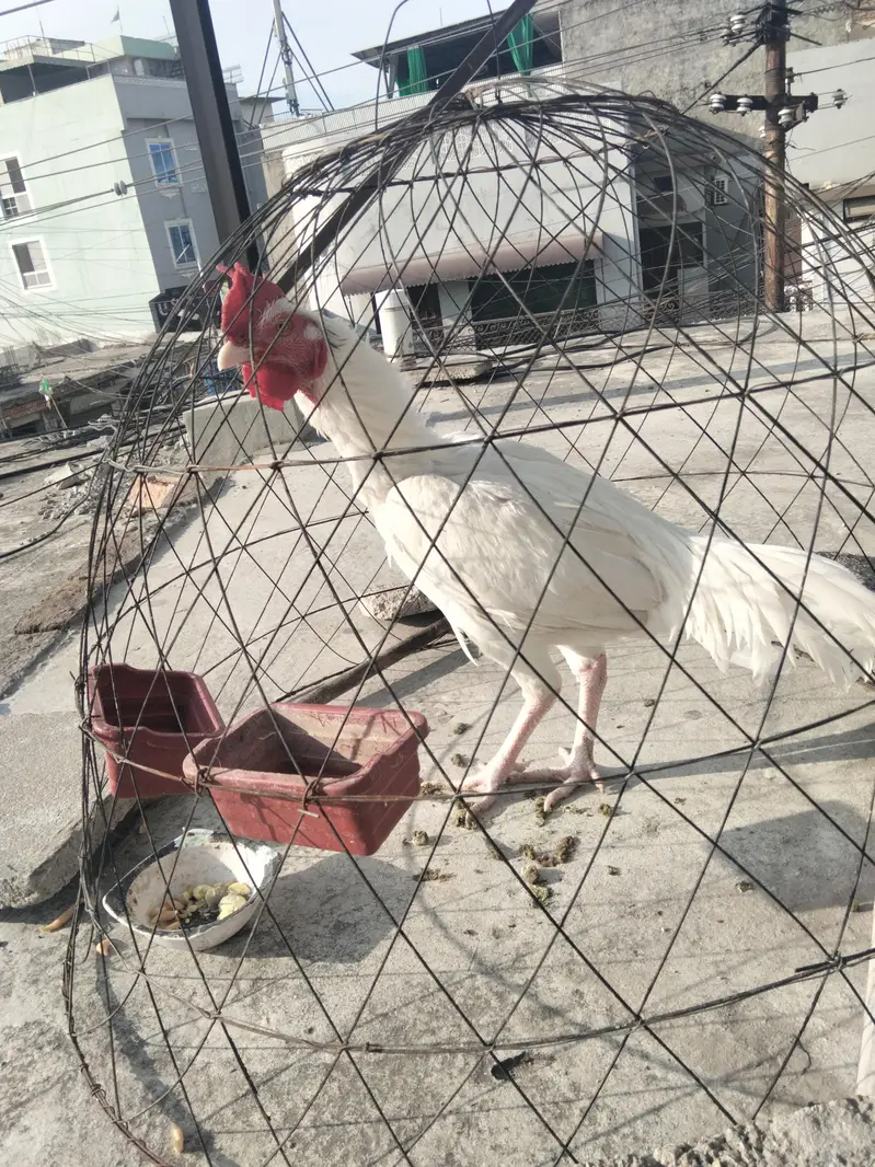 white Heera bangum aseel — photo 10