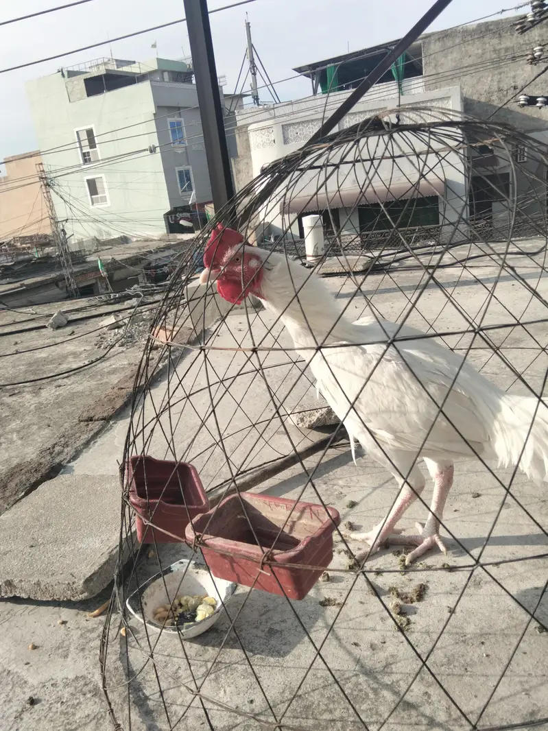 white Heera bangum aseel — photo 11