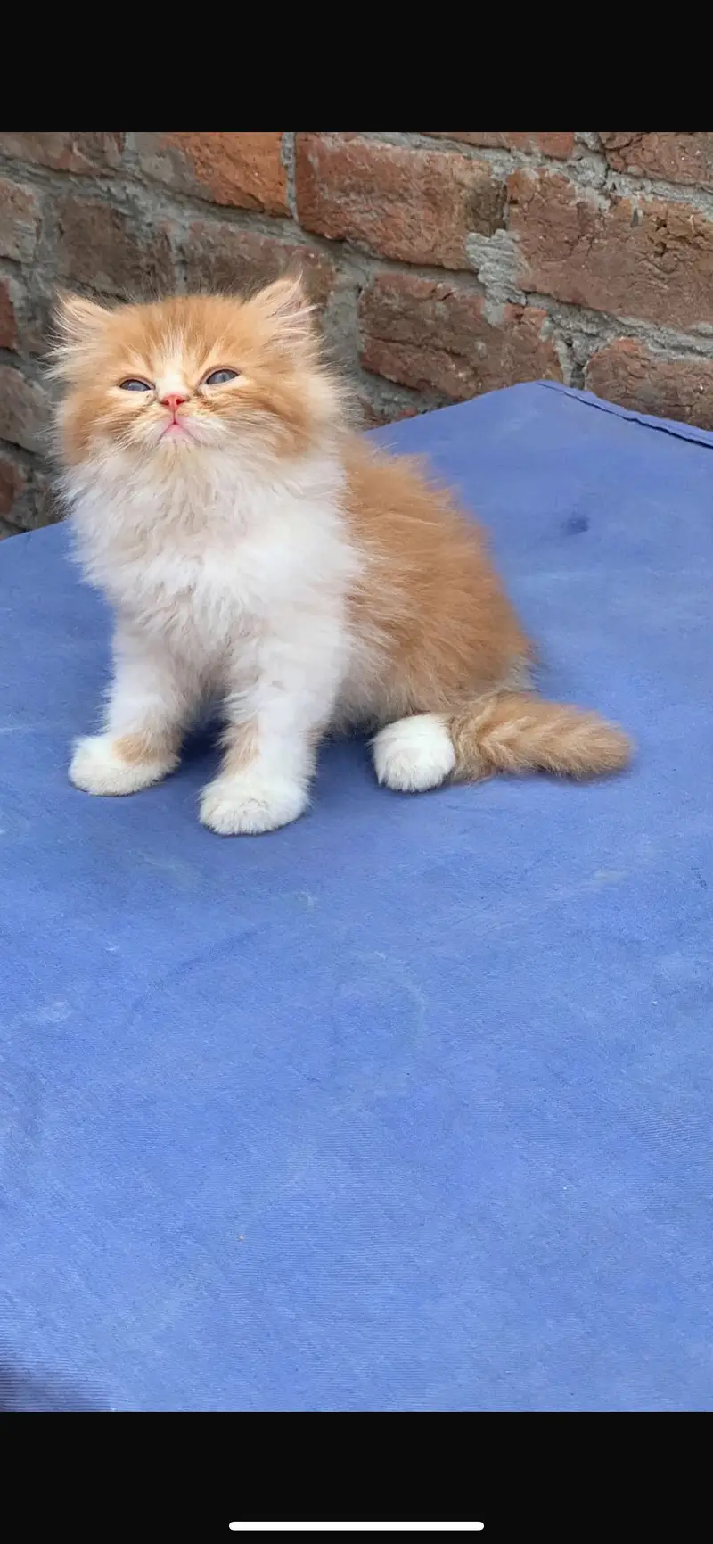 Persian cat kitten — photo 2