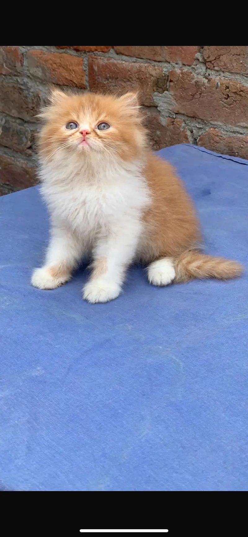 Persian cat kitten — photo 3
