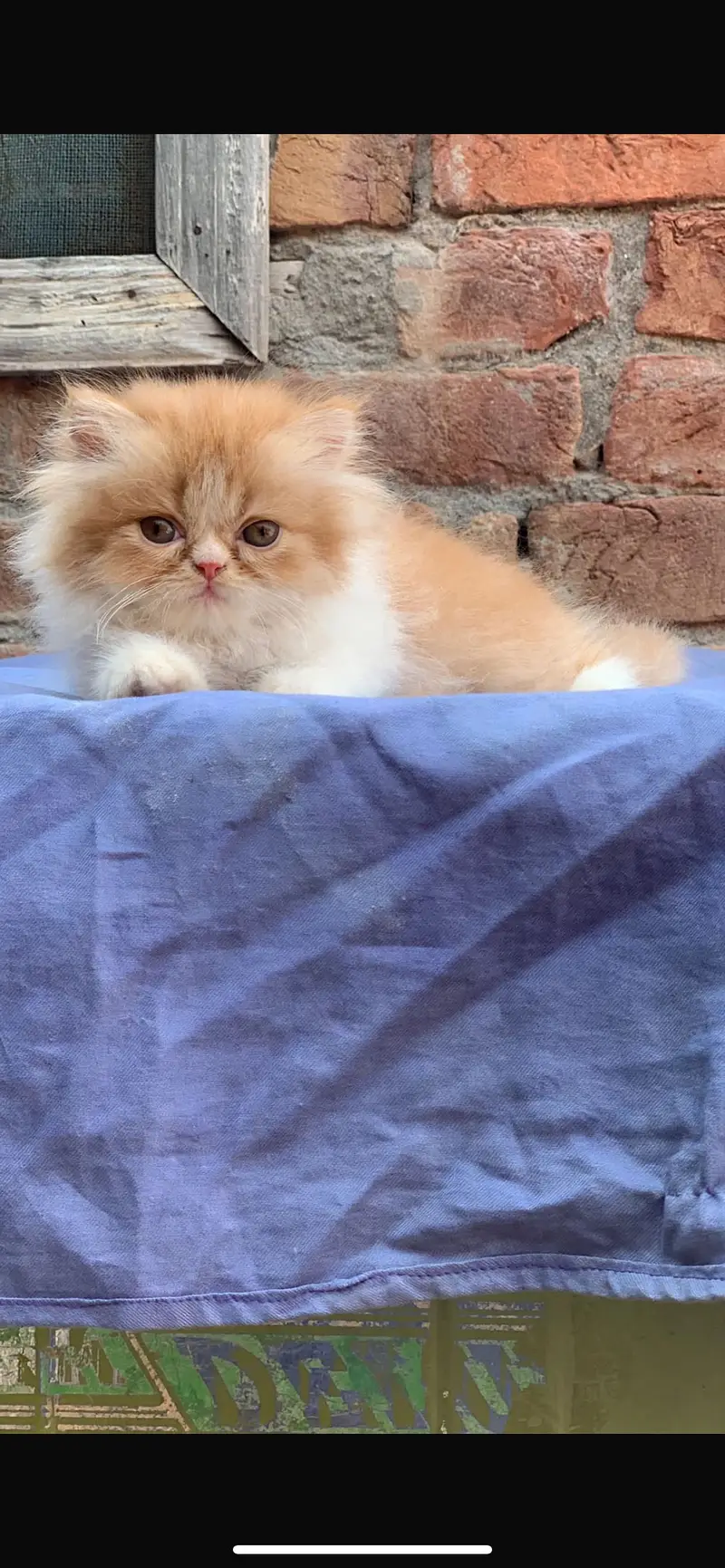 Persian cat kitten — photo 4