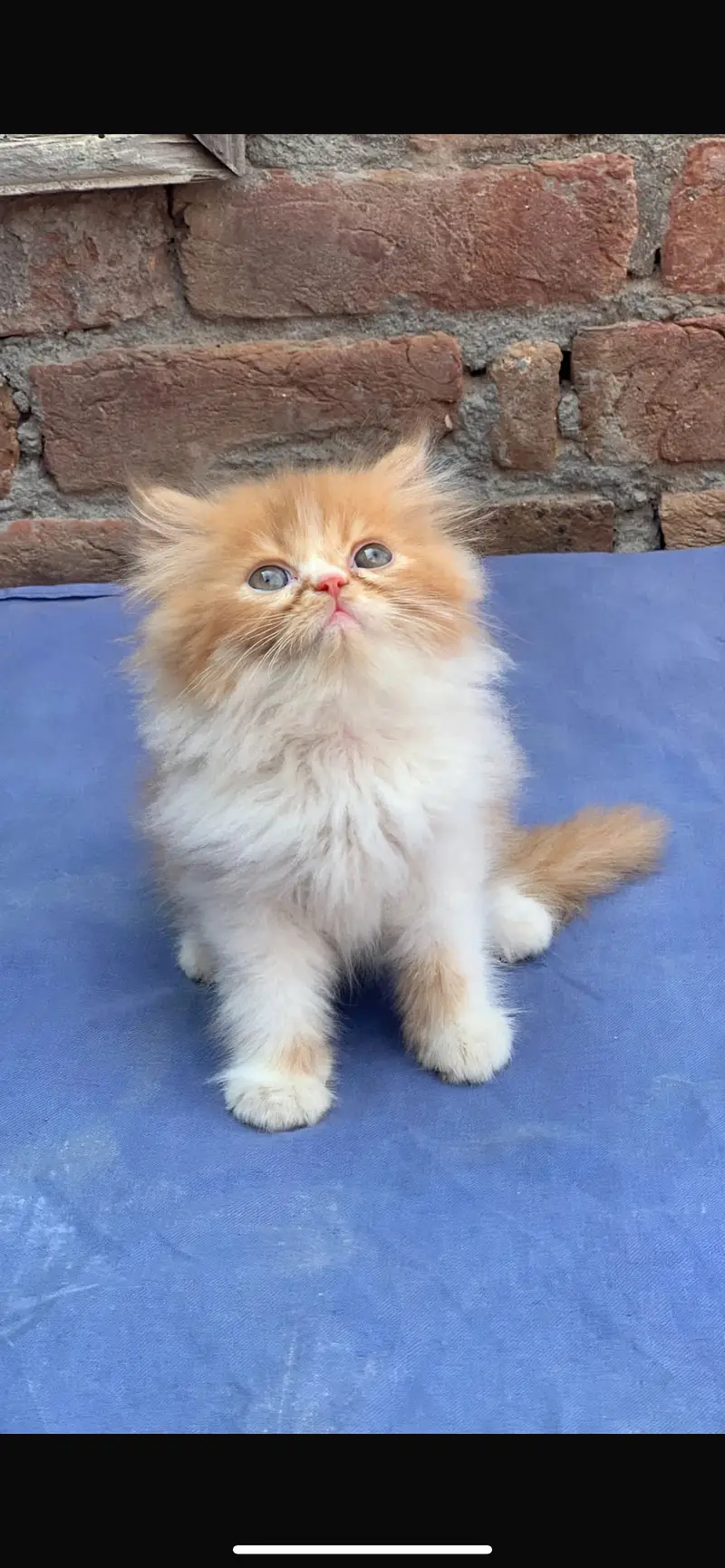 Persian cat kitten — photo 5