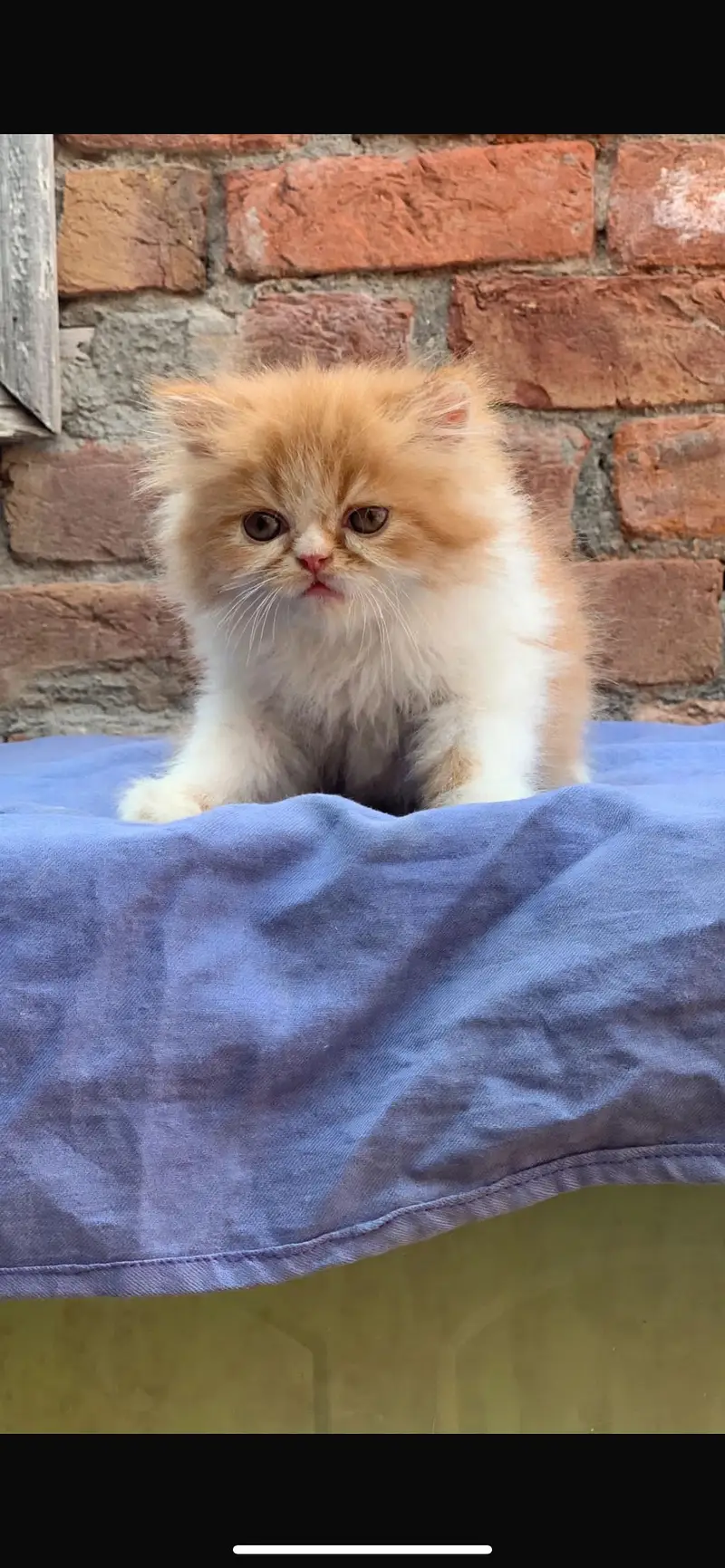 Persian cat kitten — photo 6