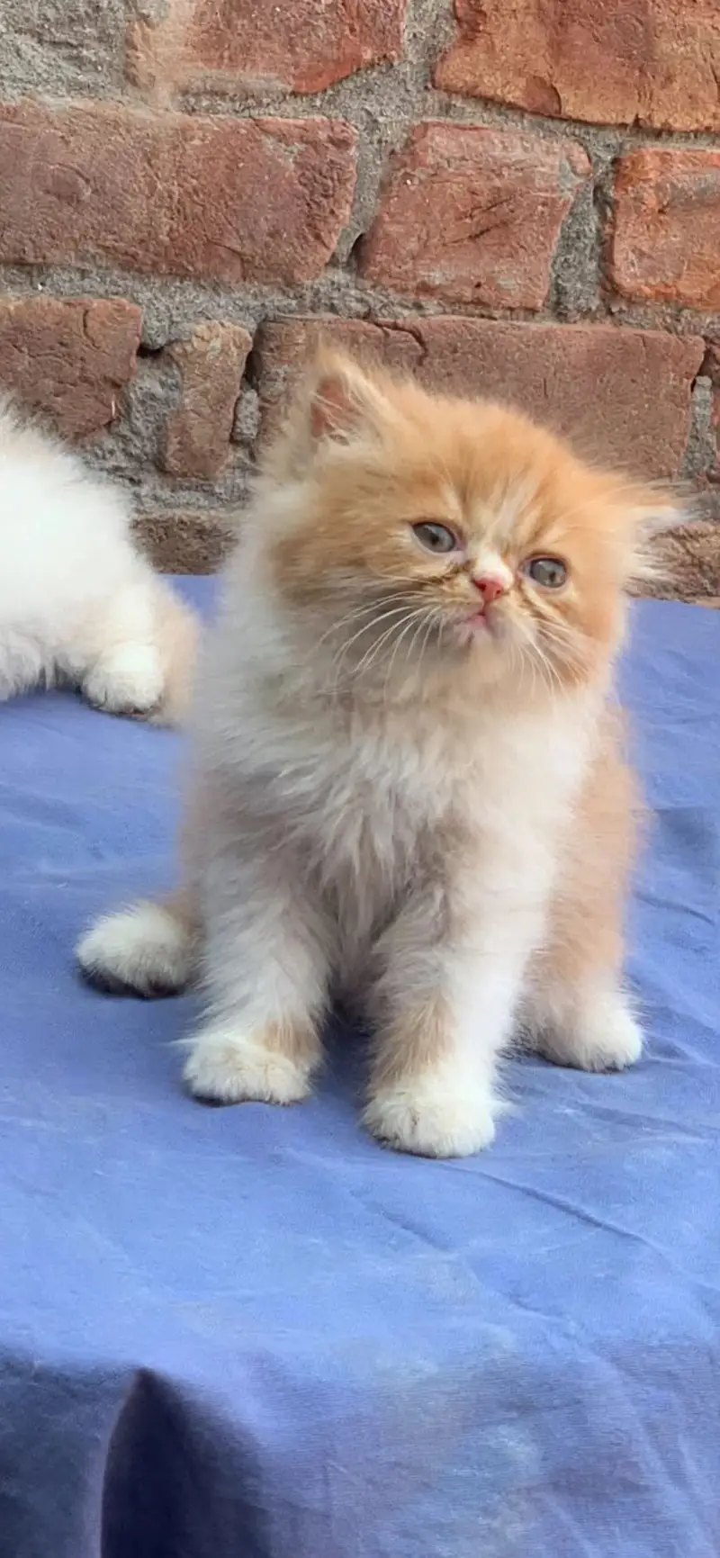 Persian cat kitten — photo 7